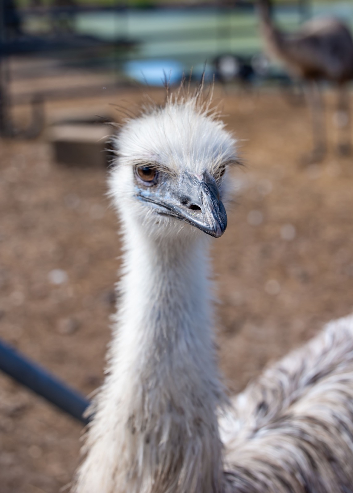 A pale feathered ranch bird looking toward the camera